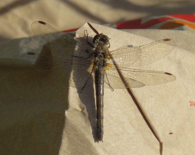 Sympetrum striolatum - harántsávos katona-szitakötő