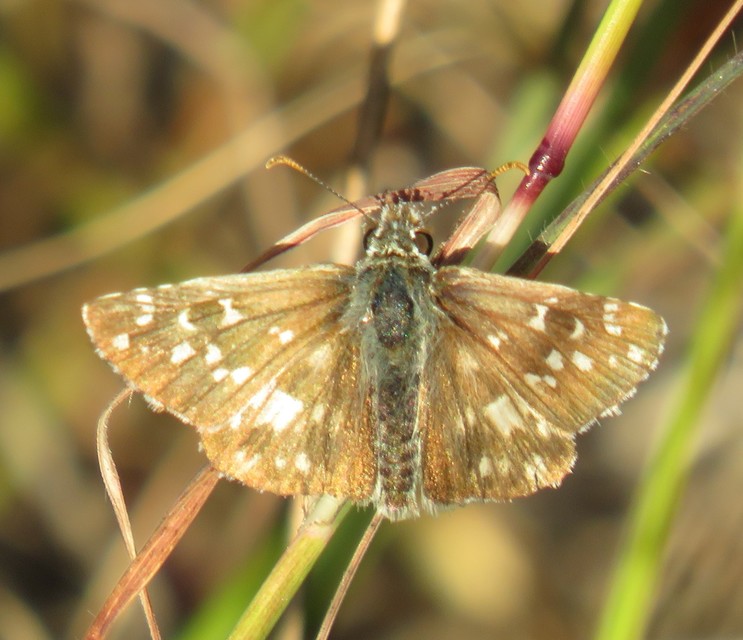 Pyrgus armoricanus - feles busalepke