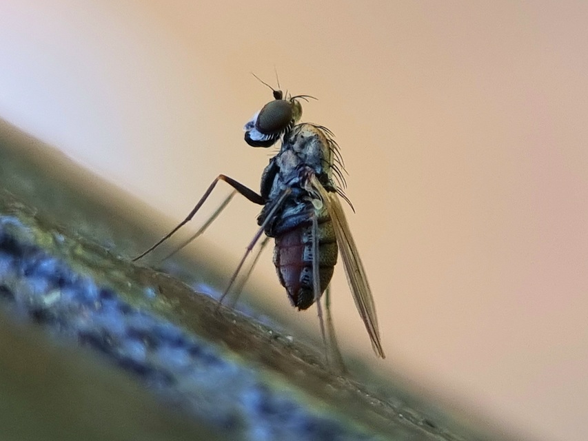 Dolichopodidae - szúnyoglábú legyek