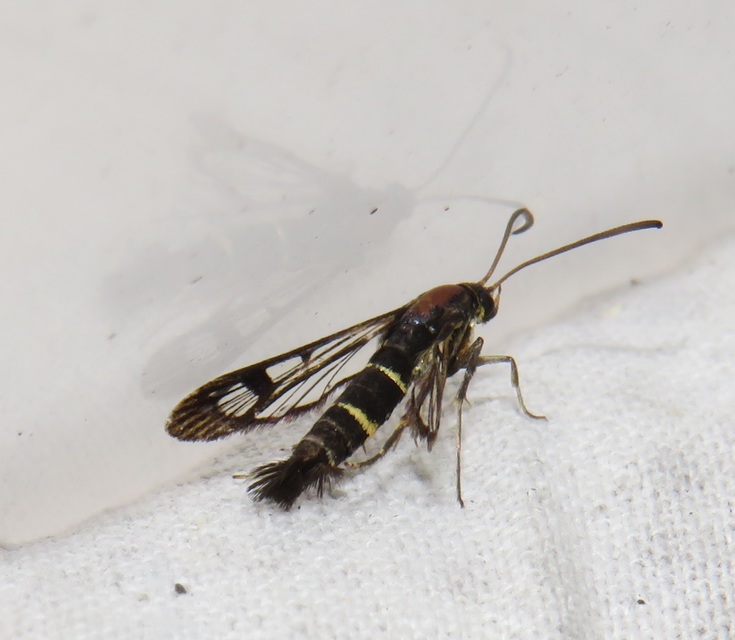 Sesiidae - szitkárfélék