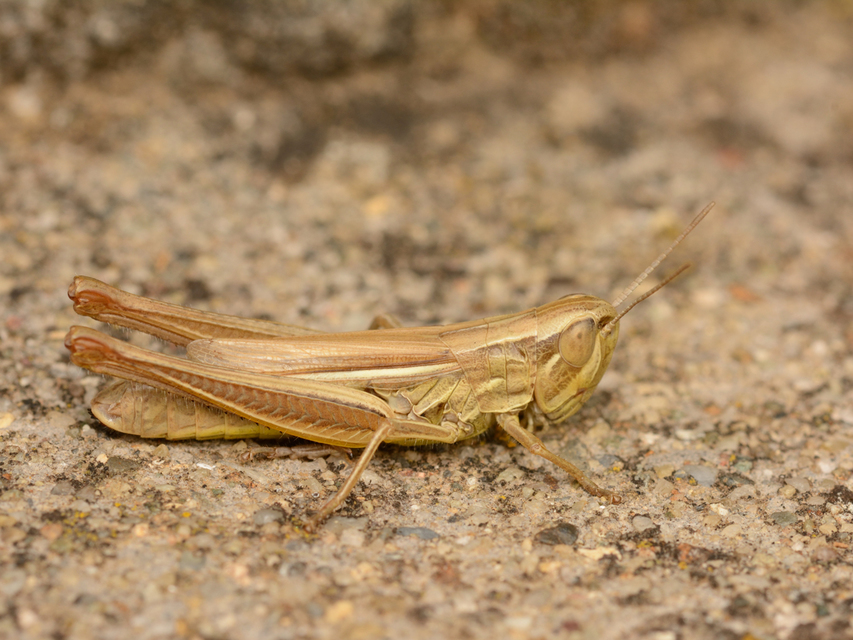 Euchorthippus declivus - rövidszárnyú rétisáska