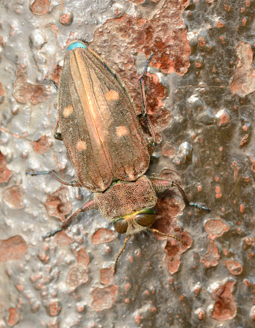 Chrysobothris affinis - aranypettyes díszbogár