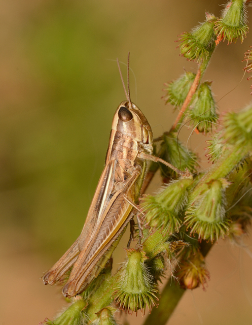 Euchorthippus declivus - rövidszárnyú rétisáska