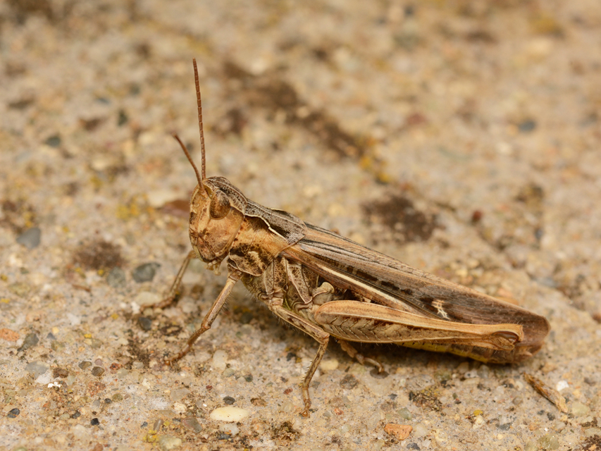 Chorthippus (Glyptobothrus) (subgenus)