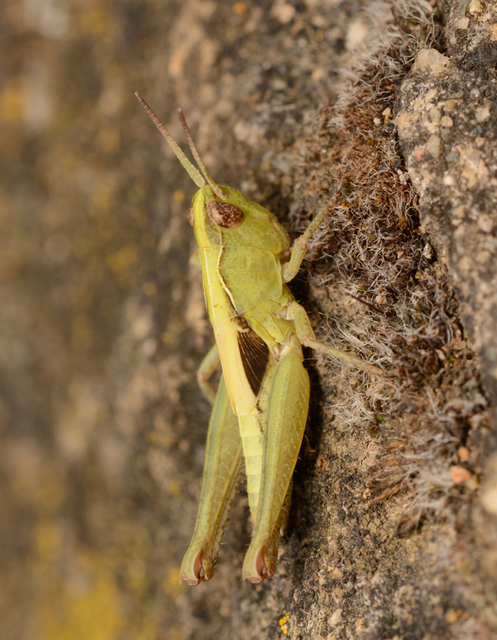 Chorthippus (Glyptobothrus) (subgenus)