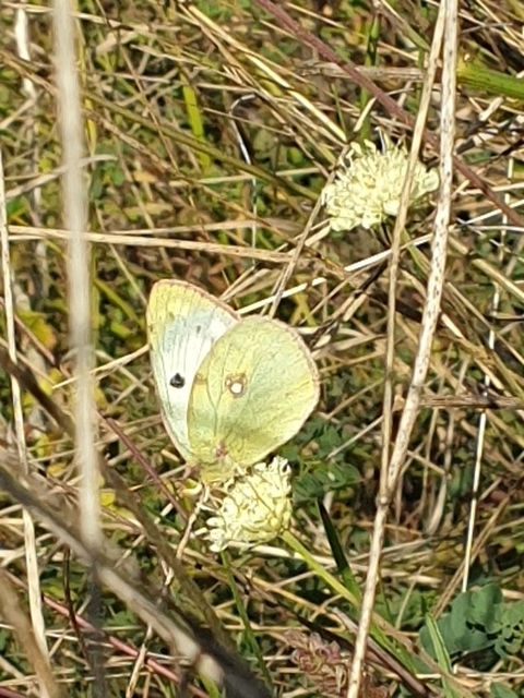 Colias alfacariensis - déli kéneslepke