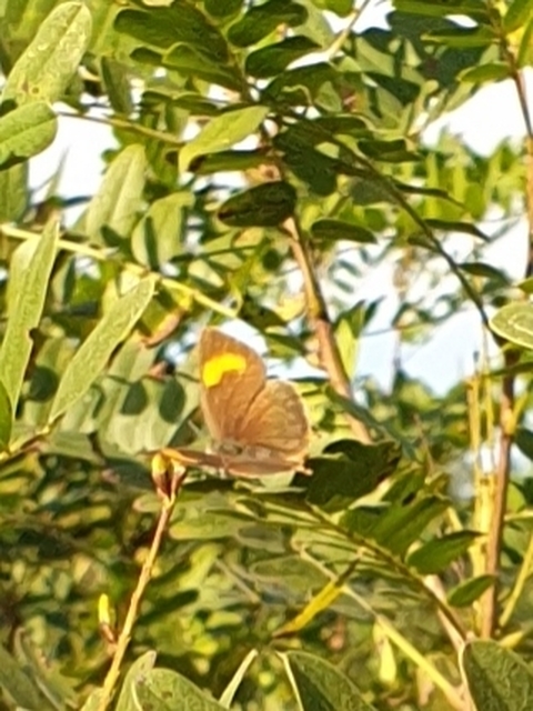 Thecla betulae - nyírfalepke