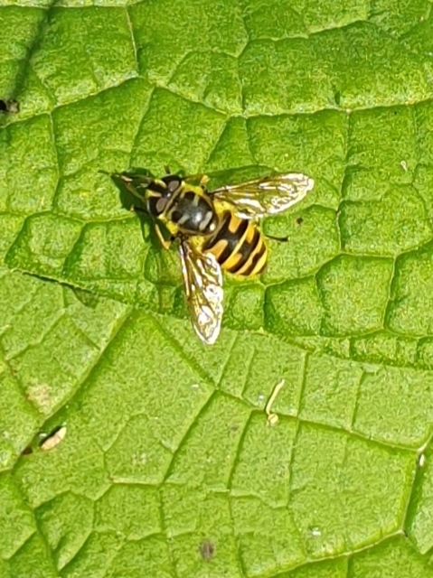 Myathropa florea - halálfejes odúlégy