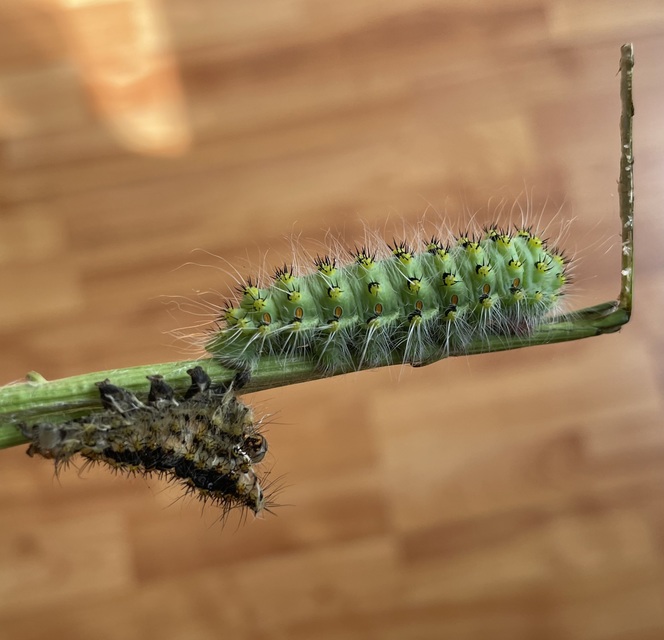 Saturnia pavoniella/pavonia Saturnia pavoniella/pavonia