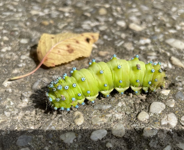 Saturnia pyri - nagy pávaszem