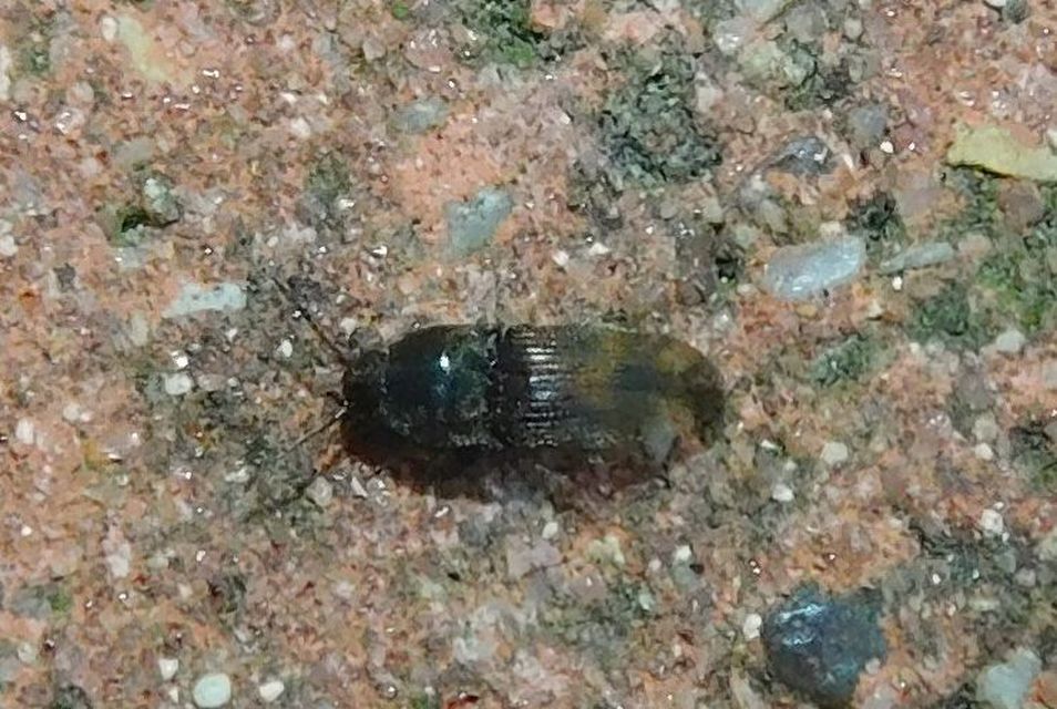 Drasterius bimaculatus - változékony pattanó