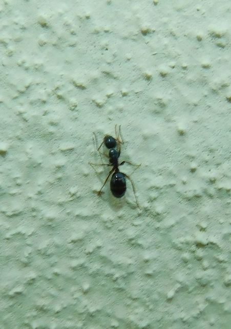 Camponotus fallax - ligeti lóhangya