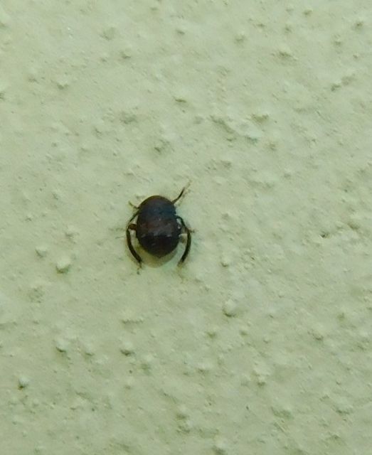 Penthimia nigra - fekete kabóca