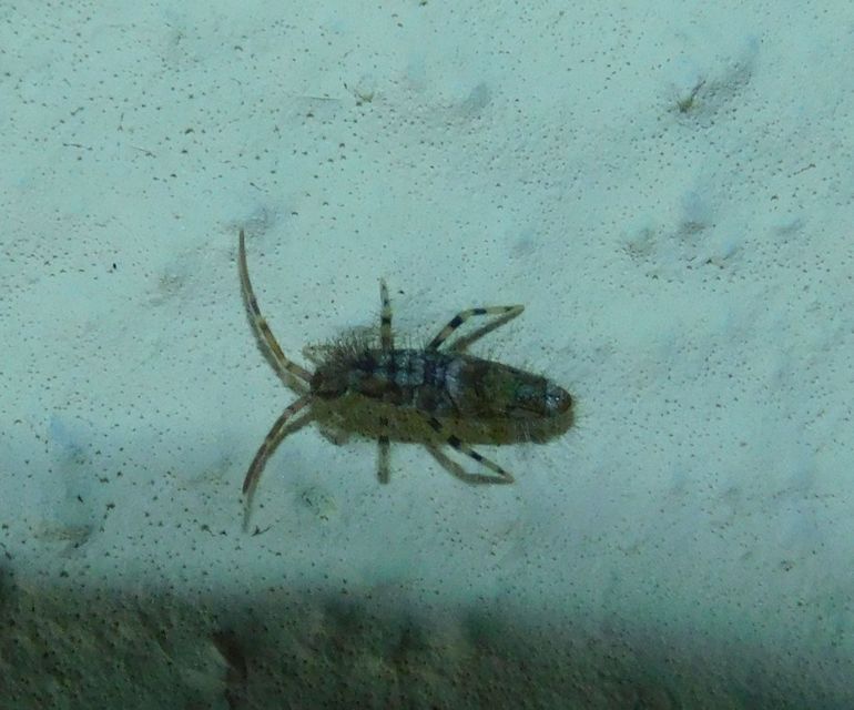 Collembola - Ugróvillások Collembola - Ugróvillások