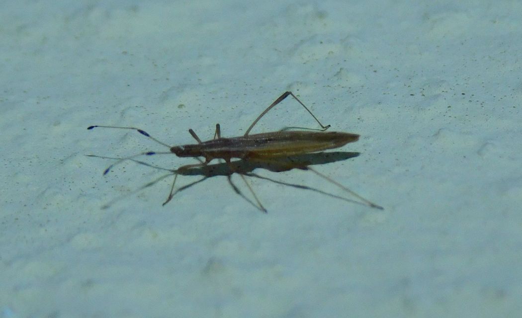 Berytinus