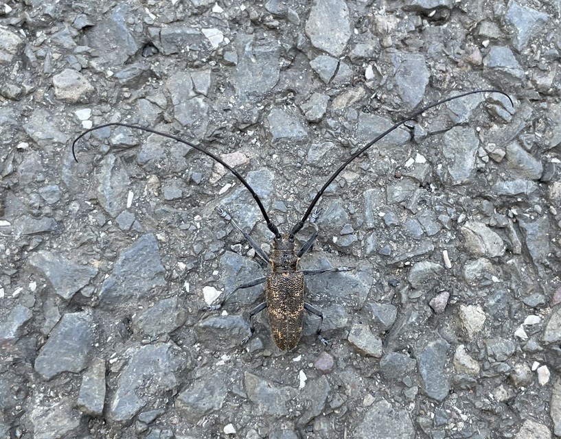 Monochamus galloprovincialis pistor - foltos fenyvescincér