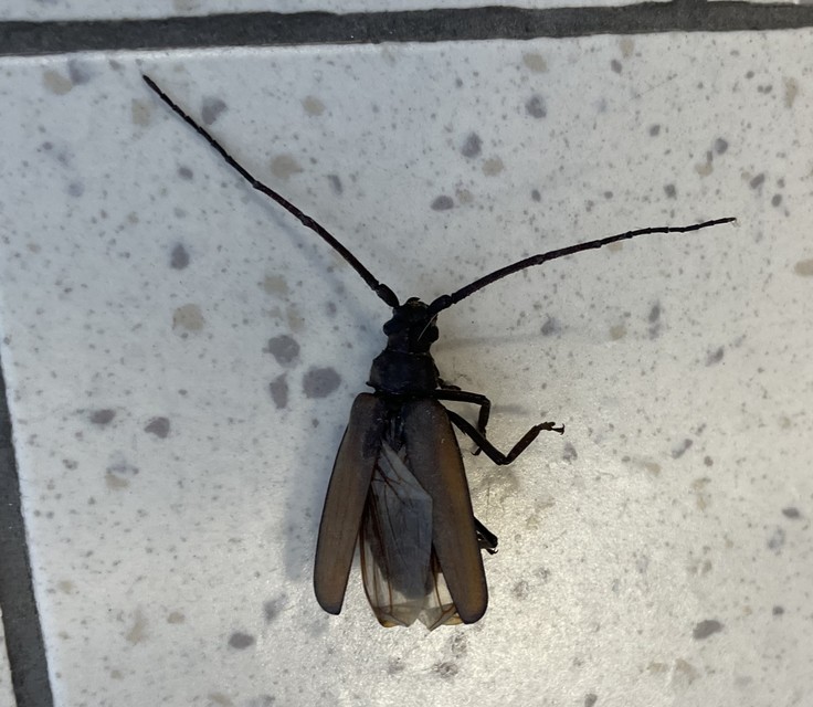 Aegosoma scabricorne - diófacincér