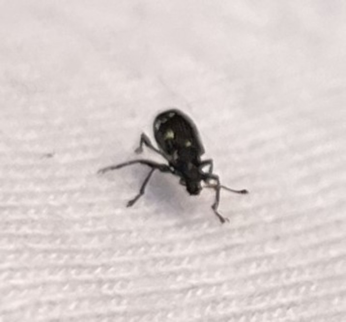 Polydrusus picus - pikkelyfoltos lombormányos