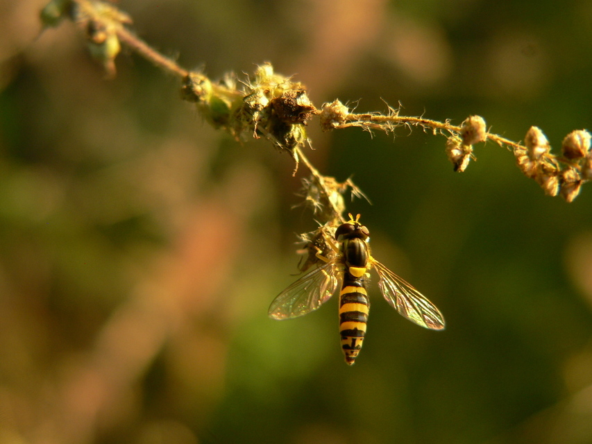 Sphaerophoria