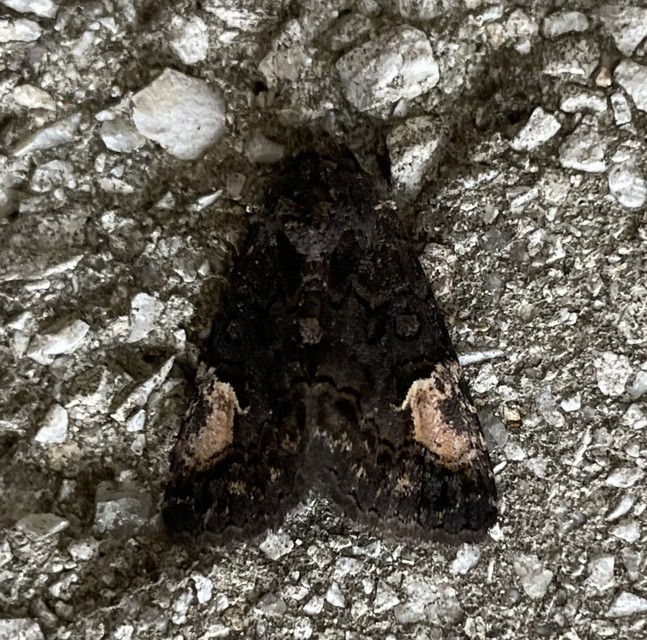 folyófűbagoly - Aedia funesta