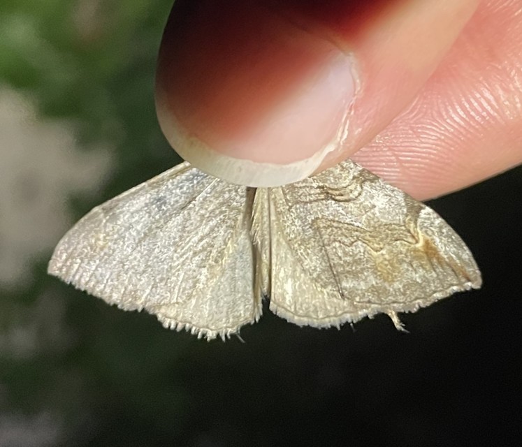 Aplocera efformata/plagiata