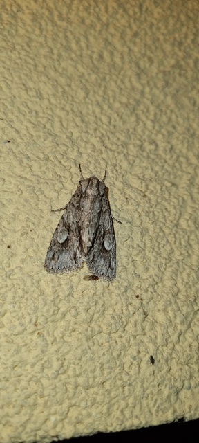 Meganephria bimaculosa - kétfoltos szilbagoly