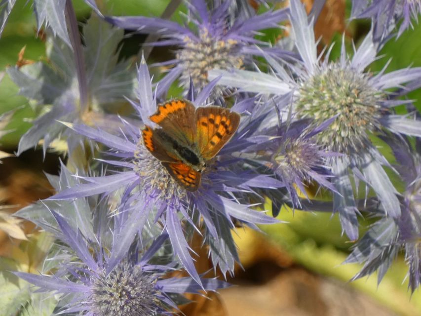 Lycaena phlaeas - közönséges tűzlepke
