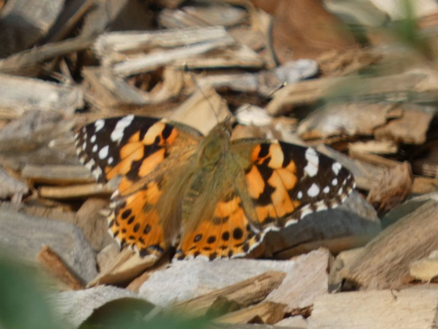 Vanessa cardui - bogáncslepke
