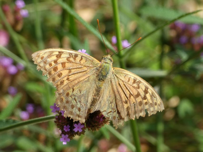 Argynnis pandora - zöldes gyöngyházlepke