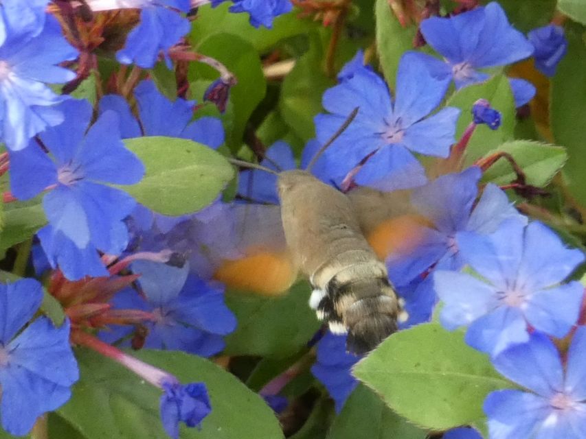 Macroglossum stellatarum - kacsafarkú szender
