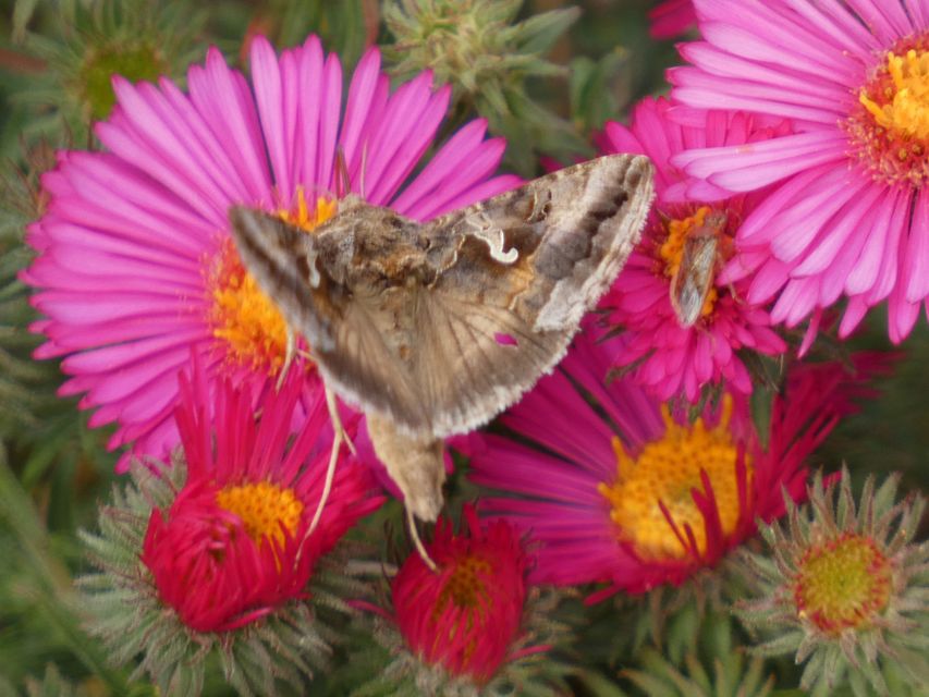Autographa gamma - gammalepke