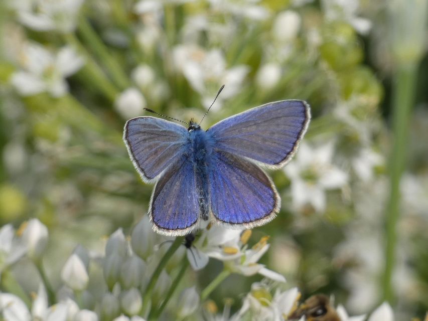Polyommatus icarus - közönséges boglárka