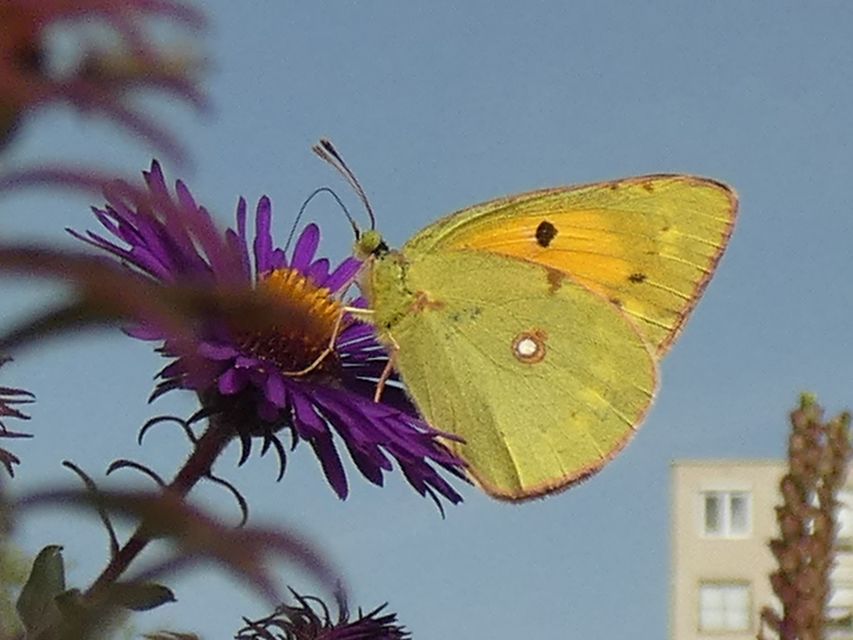 Colias croceus - sáfránylepke