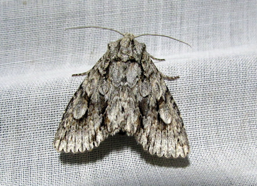 Meganephria bimaculosa - kétfoltos szilbagoly