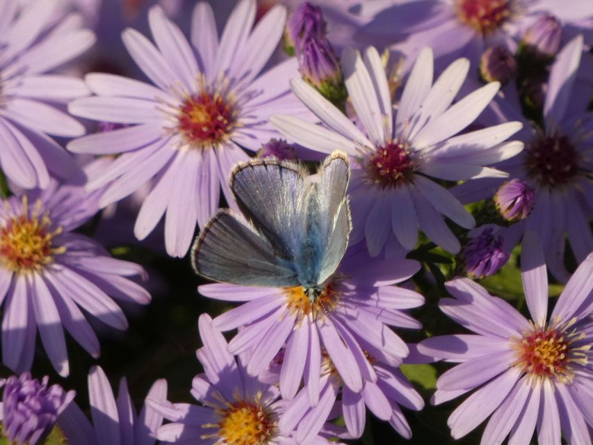 Polyommatus icarus - közönséges boglárka