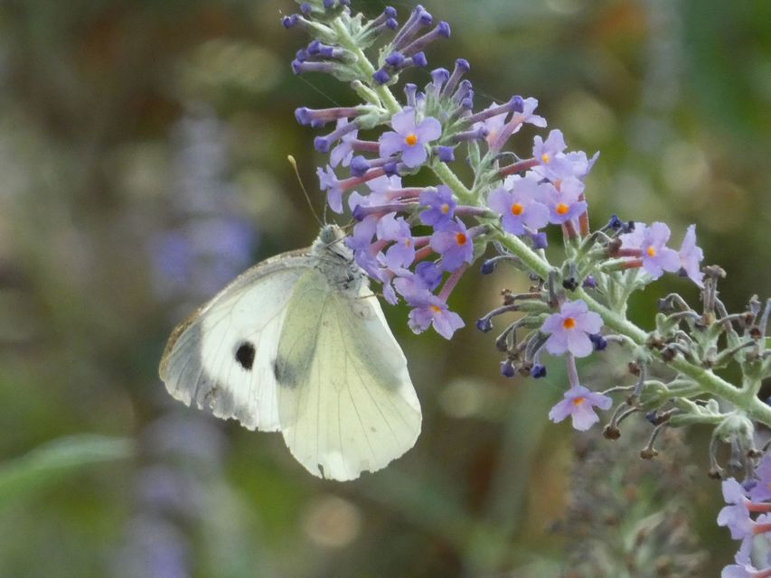 Pieris brassicae - káposztalepke