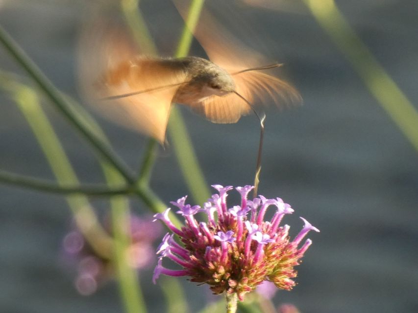 Macroglossum stellatarum - kacsafarkú szender