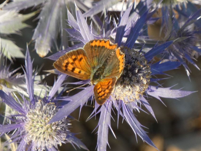 Lycaena phlaeas - közönséges tűzlepke
