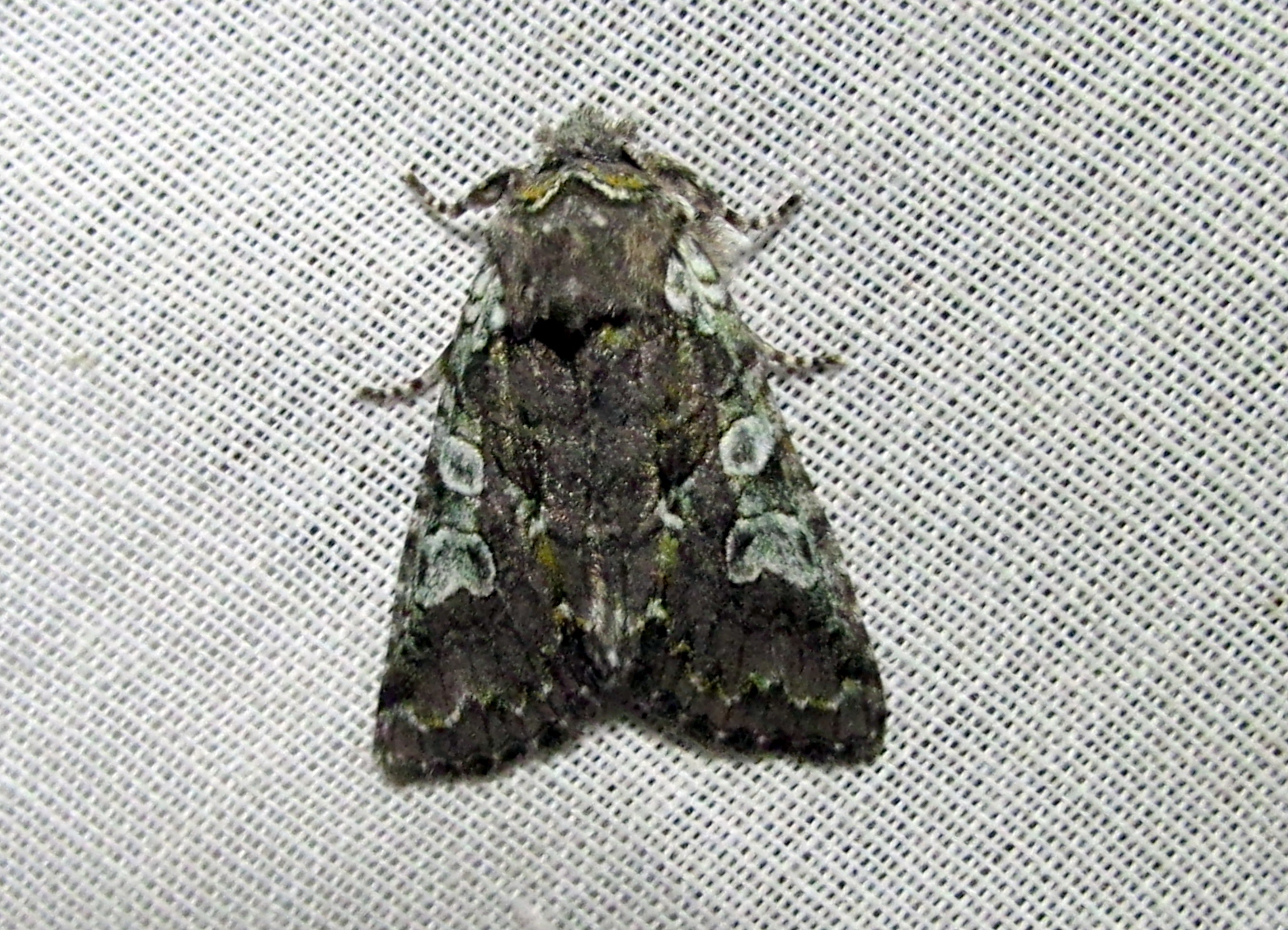 Dichonia aeruginea - hamvas tölgybagoly