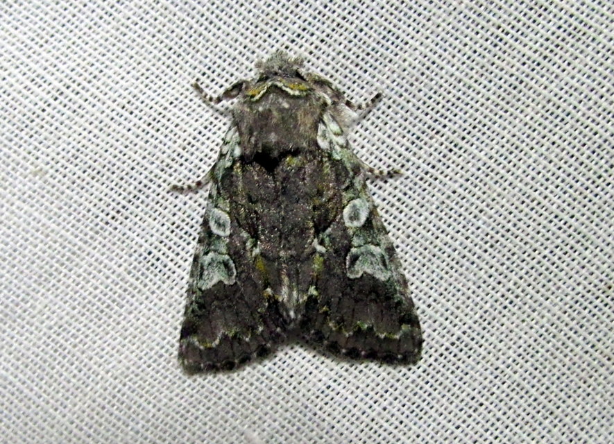 Dichonia aeruginea - hamvas tölgybagoly