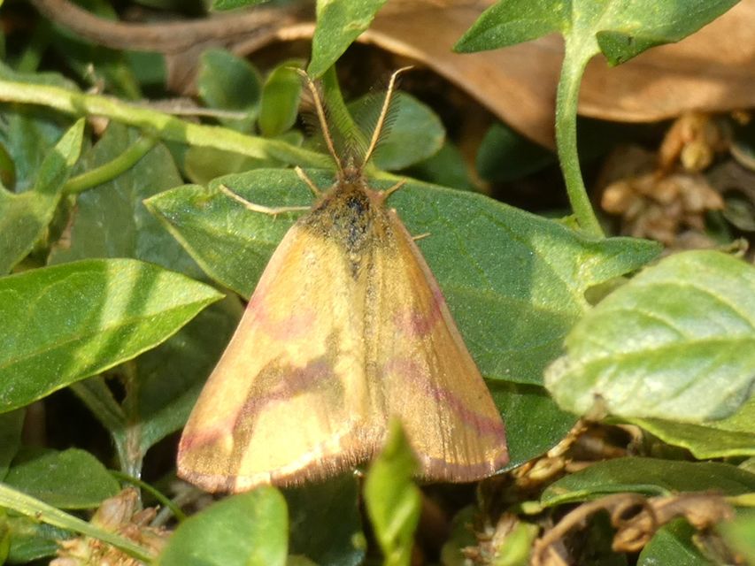 Lythria purpuraria - bíborsávos araszoló