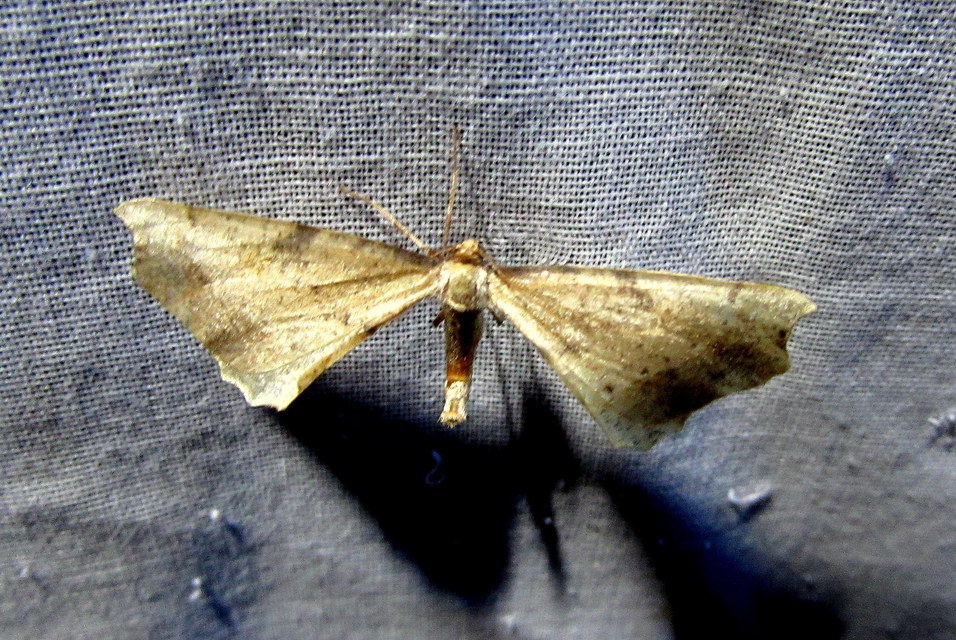 Artiora evonymaria - kecskerágó-araszoló