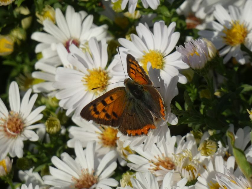 Lycaena phlaeas - közönséges tűzlepke