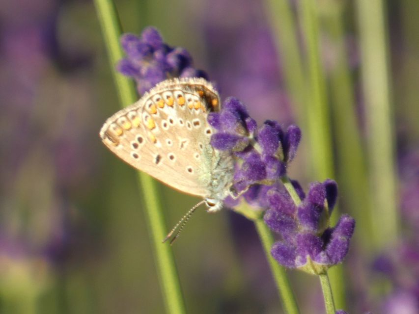 Polyommatus icarus - közönséges boglárka