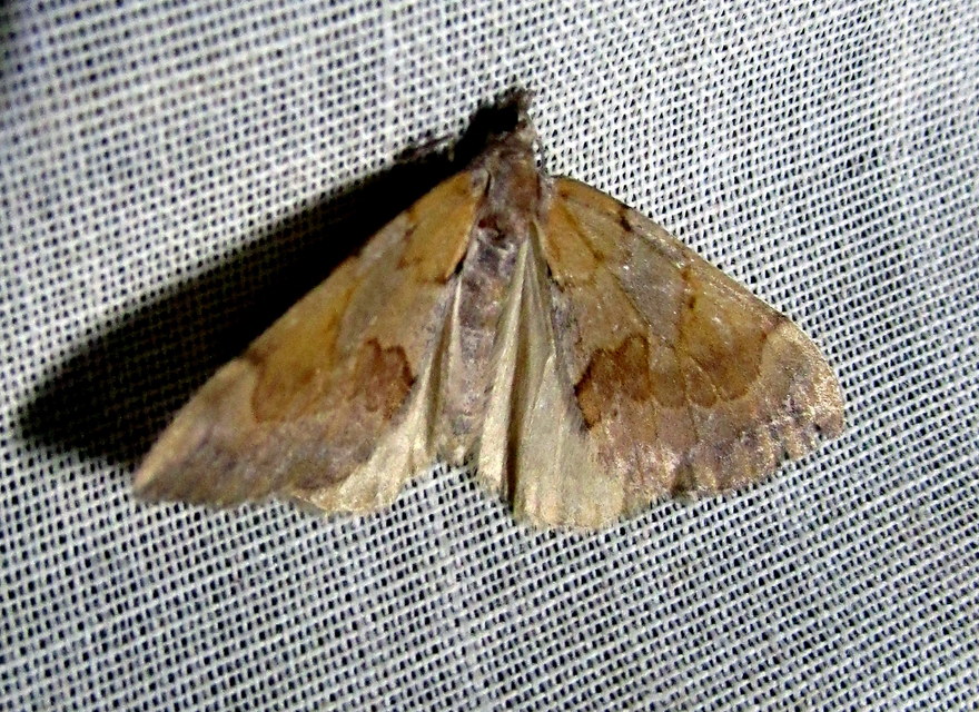 Pennithera firmata - sárgásvörös fenyőaraszoló