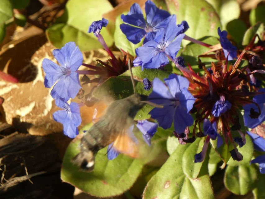Macroglossum stellatarum - kacsafarkú szender