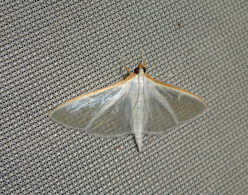 Palpita vitrealis - hófehér tűzmoly