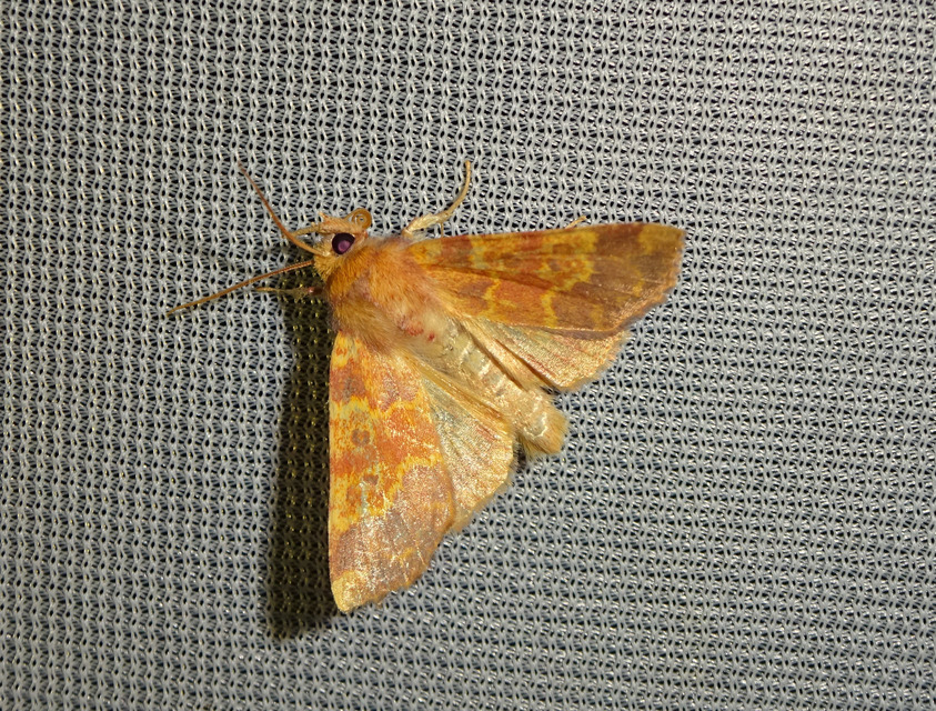 Tiliacea aurago - aranyló sárgabagoly