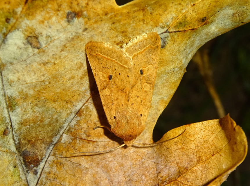 Leptologia macilenta - gyertyán-őszibagoly