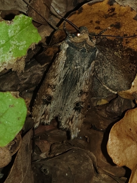 Xylena exsoleta - szürke fabagoly